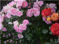 8a1081d4-Picture 110.jpg